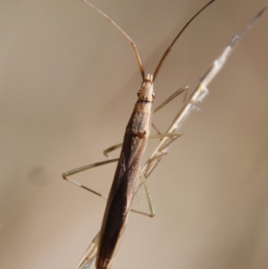 Mutusca brevicornis at Hughes, ACT - 5 Apr 2022