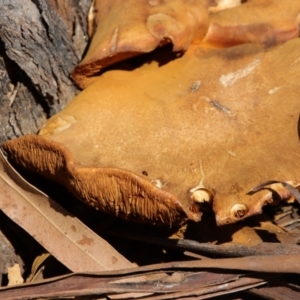 Gymnopilus junonius at Hughes, ACT - 5 Apr 2022 12:53 PM