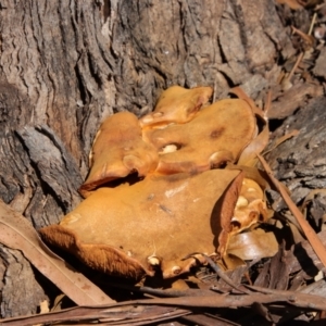 Gymnopilus junonius at Hughes, ACT - 5 Apr 2022 12:53 PM