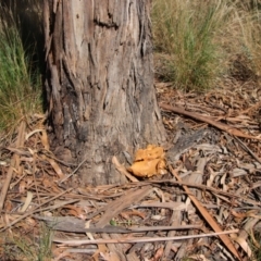 Gymnopilus junonius at Hughes, ACT - 5 Apr 2022 12:53 PM