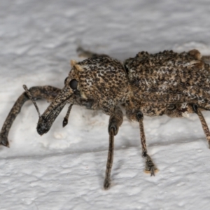 Orthorhinus cylindrirostris at Melba, ACT - 18 Feb 2022