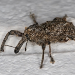 Orthorhinus cylindrirostris at Melba, ACT - 18 Feb 2022