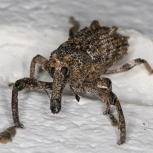 Orthorhinus cylindrirostris at Melba, ACT - 18 Feb 2022