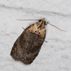 Cryptoptila australana (Elderberry Leaf Roller Moth) at Melba, ACT - 17 Feb 2022 by kasiaaus