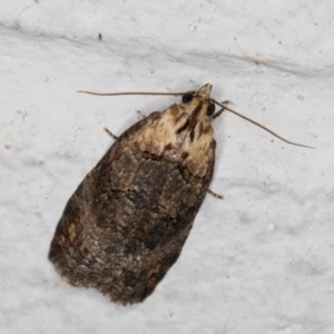 Cryptoptila australana at Melba, ACT - 18 Feb 2022 12:44 AM