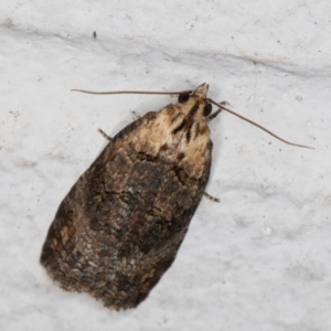 Cryptoptila australana at Melba, ACT - 18 Feb 2022