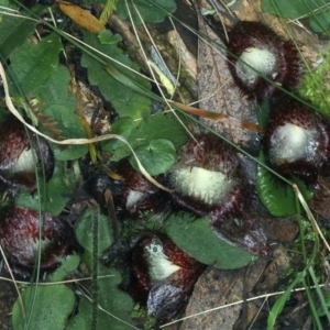 Corysanthes hispida at Paddys River, ACT - suppressed