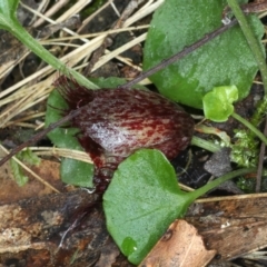 Corysanthes hispida at Paddys River, ACT - suppressed