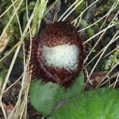 Corysanthes hispida at Paddys River, ACT - suppressed