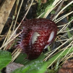 Corysanthes hispida at Paddys River, ACT - suppressed