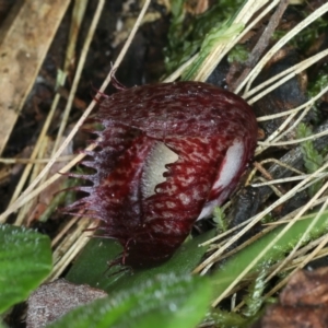 Corysanthes hispida at Paddys River, ACT - 5 Apr 2022