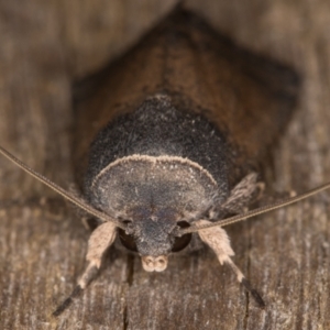 Proteuxoa unidentified species (MoV sp.21) at Melba, ACT - 18 Feb 2022