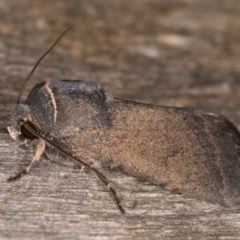 Proteuxoa unidentified species (MoV sp.21) at Melba, ACT - 18 Feb 2022