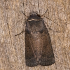 Proteuxoa unidentified species (MoV sp.21) at Melba, ACT - 18 Feb 2022