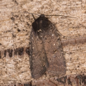 Proteuxoa provisional species 1 at Melba, ACT - 18 Feb 2022 11:51 PM