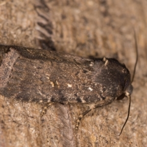 Proteuxoa provisional species 1 at Melba, ACT - 18 Feb 2022