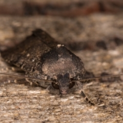 Proteuxoa provisional species 1 at Melba, ACT - 18 Feb 2022