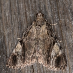 Salma cinerascens (A Pyralid moth) at Melba, ACT - 18 Feb 2022 by kasiaaus