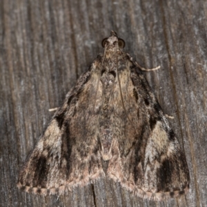 Salma cinerascens at Melba, ACT - 18 Feb 2022 10:05 PM