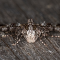 Salma cinerascens at Melba, ACT - 18 Feb 2022 10:05 PM