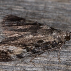 Salma cinerascens at Melba, ACT - 18 Feb 2022 10:05 PM