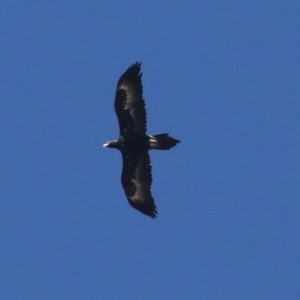 Aquila audax at Macarthur, ACT - 5 Apr 2022 11:59 AM