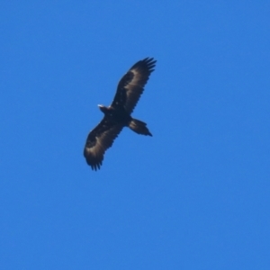 Aquila audax at Macarthur, ACT - 5 Apr 2022 11:59 AM