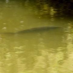 Cyprinus carpio (Common Carp) at Point Hut to Tharwa - 5 Apr 2022 by RodDeb