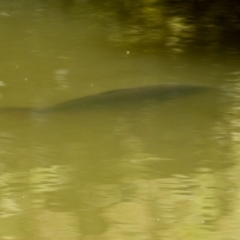 Cyprinus carpio at Paddys River, ACT - 5 Apr 2022 12:44 PM