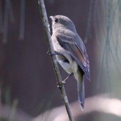 Pachycephala pectoralis (Golden Whistler) at Paddys River, ACT - 5 Apr 2022 by RodDeb