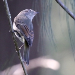 Pachycephala pectoralis at Paddys River, ACT - 5 Apr 2022