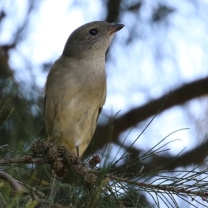 Pachycephala pectoralis at Paddys River, ACT - 5 Apr 2022