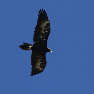 Aquila audax (Wedge-tailed Eagle) at Paddys River, ACT - 5 Apr 2022 by RodDeb