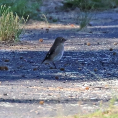 Petroica phoenicea (Flame Robin) at Paddys River, ACT - 5 Apr 2022 by RodDeb