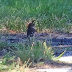 Petroica phoenicea at Paddys River, ACT - 5 Apr 2022