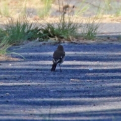 Petroica phoenicea at Paddys River, ACT - 5 Apr 2022