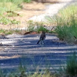 Petroica phoenicea at Paddys River, ACT - 5 Apr 2022 12:37 PM