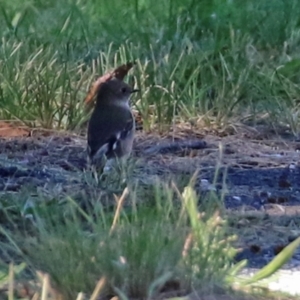 Petroica phoenicea at Paddys River, ACT - 5 Apr 2022