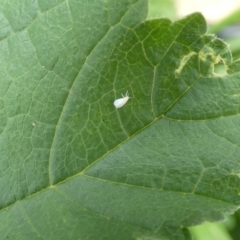 Aleyrodidae sp. (family) (Whitefly) at McKellar, ACT - 19 Mar 2022 by Birdy