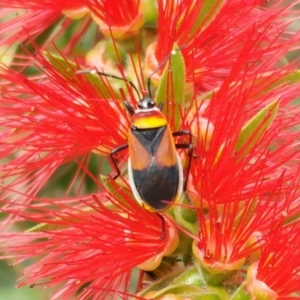 Dindymus versicolor at Hawker, ACT - 6 Apr 2022