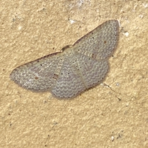 Epicyme rubropunctaria at Jerrabomberra, NSW - 6 Apr 2022