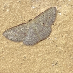 Epicyme rubropunctaria at Jerrabomberra, NSW - 6 Apr 2022