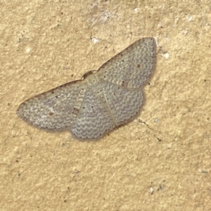 Epicyme rubropunctaria at Jerrabomberra, NSW - 6 Apr 2022