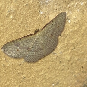 Epicyme rubropunctaria at Jerrabomberra, NSW - 6 Apr 2022