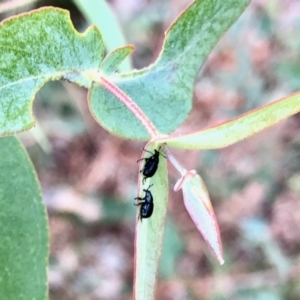 Euops sp. (genus) at Aranda, ACT - 5 Apr 2022