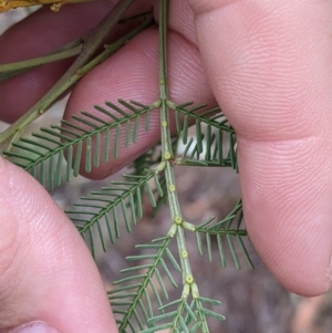 Acacia deanei subsp. deanei at Balldale, NSW - 6 Apr 2022