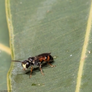 Hylaeus (Prosopisteron) littleri at Acton, ACT - 5 Apr 2022 12:21 PM