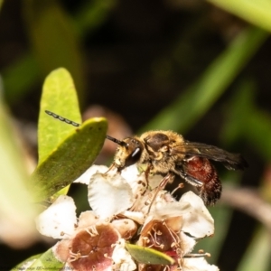 Lasioglossum (Parasphecodes) leichardti at Acton, ACT - 5 Apr 2022 01:07 PM