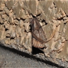 Lophotoma diagrapha (Double-line Snout Moth) at Wanniassa, ACT - 5 Apr 2022 by JohnBundock