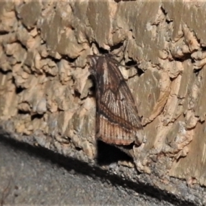 Lophotoma diagrapha at Wanniassa, ACT - 5 Apr 2022